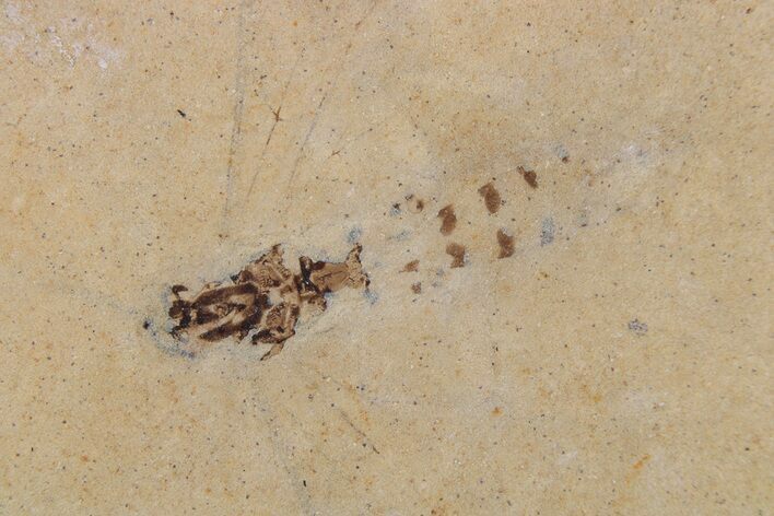 Detailed Fossil Insect - Cereste, France #297202